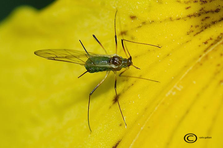 Aphididae: Euceraphis punctipennis ?